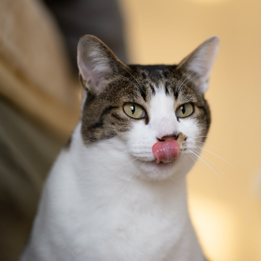 Veterinary Dentist in Los Angeles, Cat & Dog Dentist