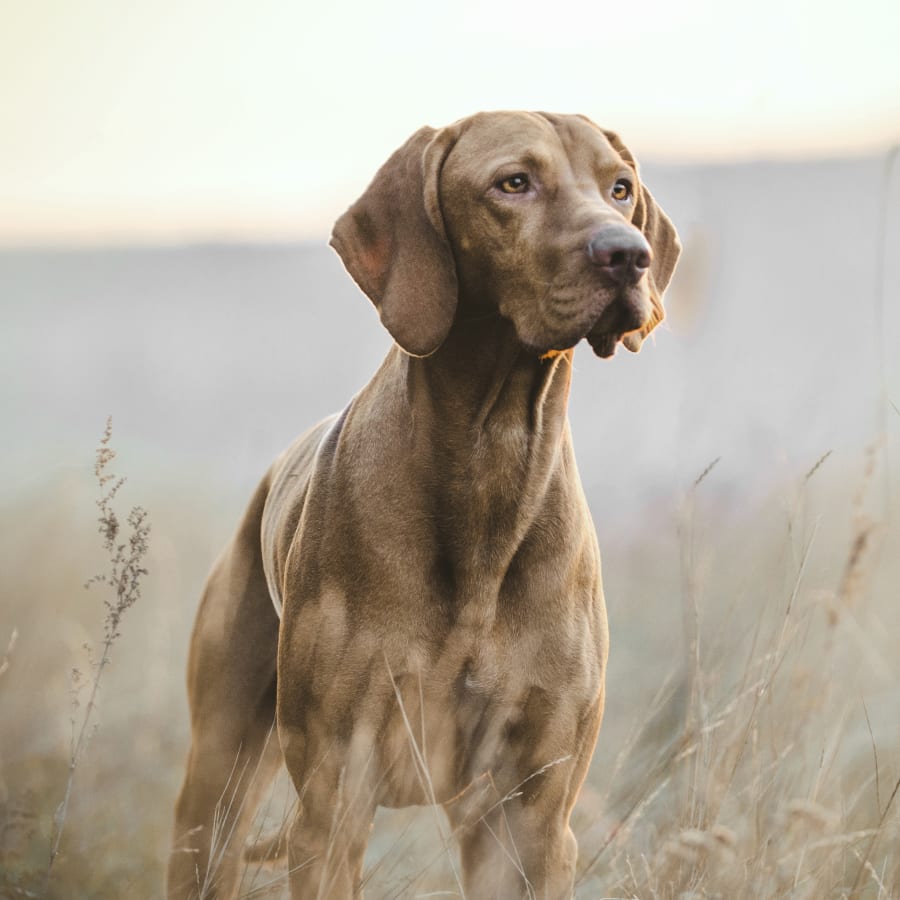 Senior Pet Care for Dogs Cats in Los Angeles Geriatric Vet